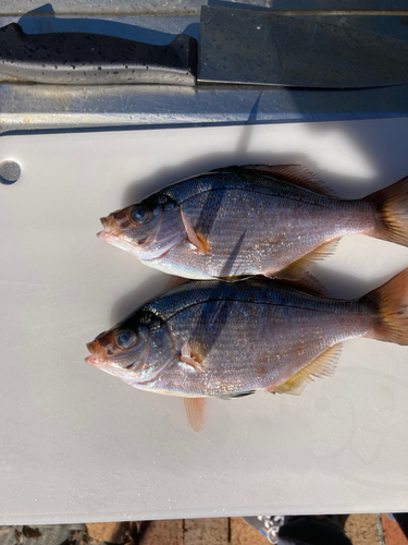 ウミタナゴの釣果