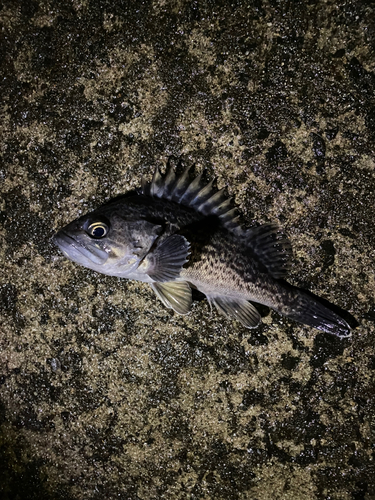 クロソイの釣果