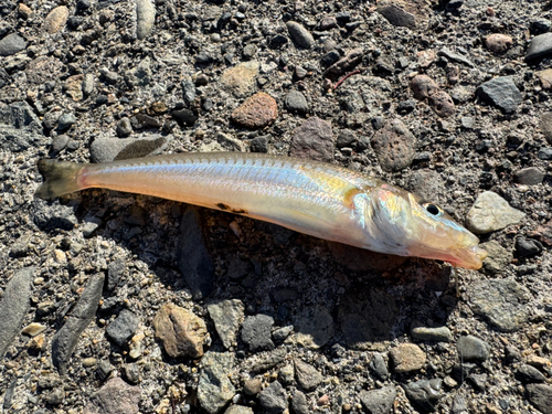 キスの釣果