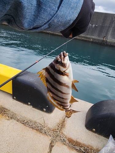 タカノハダイの釣果