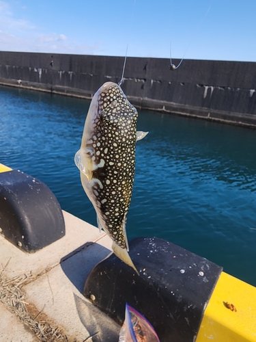 フグの釣果