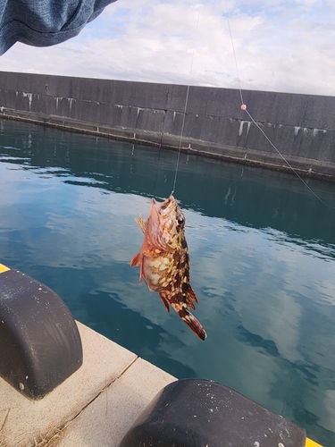 ガシラの釣果