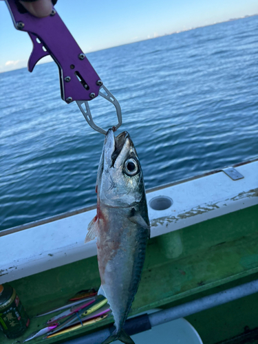 マサバの釣果