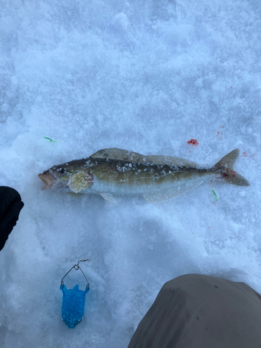 ホッケの釣果