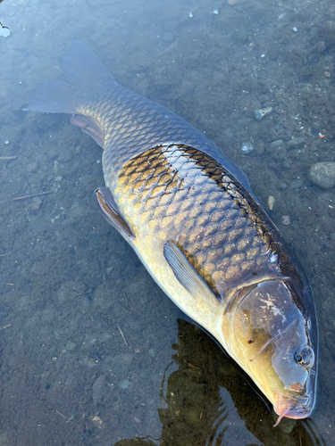 コイの釣果