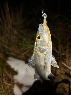 セイゴ（マルスズキ）の釣果