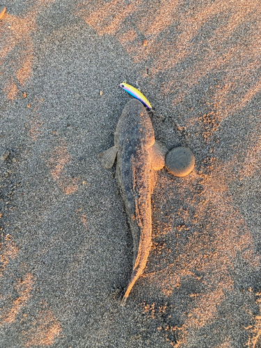 マゴチの釣果