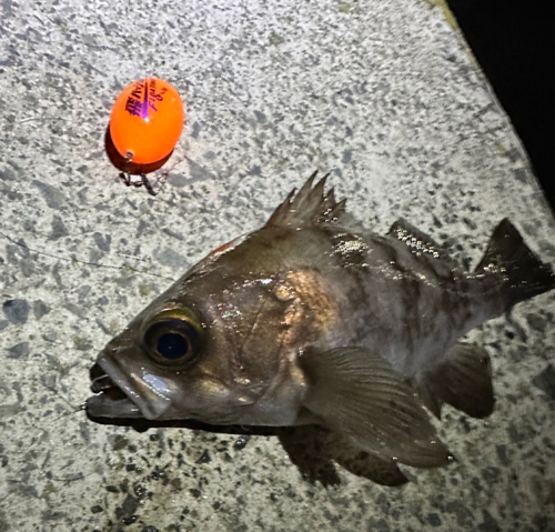 メバルの釣果