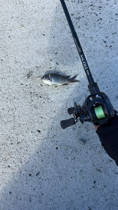 スズメダイの釣果