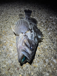 タケノコメバルの釣果