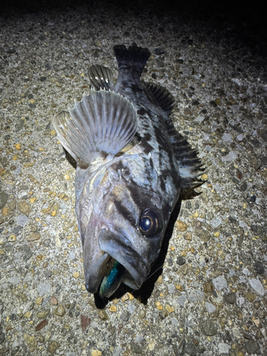 タケノコメバルの釣果