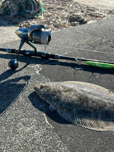 ヒラメの釣果