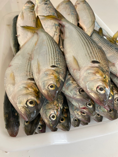 コノシロの釣果