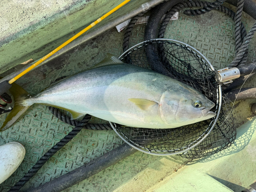 ブリの釣果