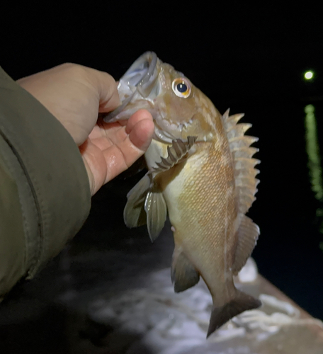 エゾメバルの釣果