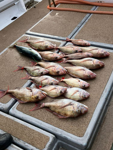 マダイの釣果