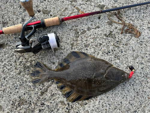 ヌマガレイの釣果