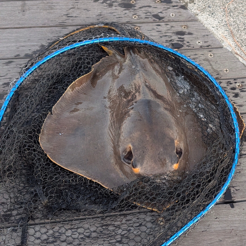 アカエイの釣果