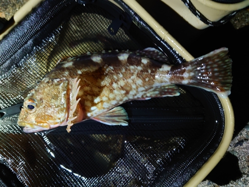 カサゴの釣果