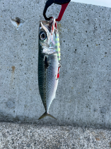 サバの釣果