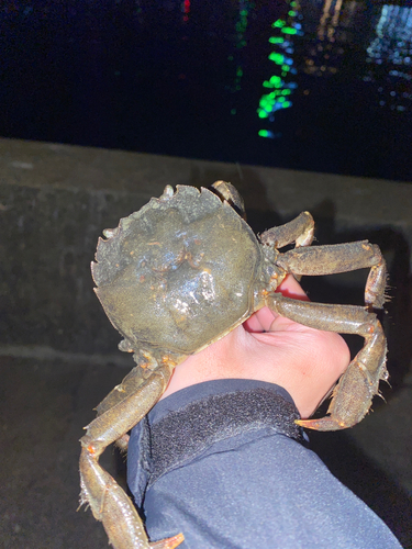 モクズガニの釣果