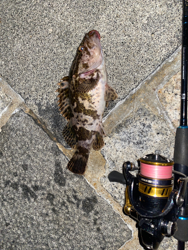 タケノコメバルの釣果