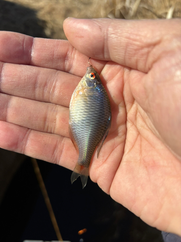 タイリクバラタナゴの釣果