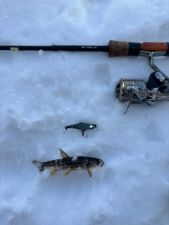 ウグイの釣果