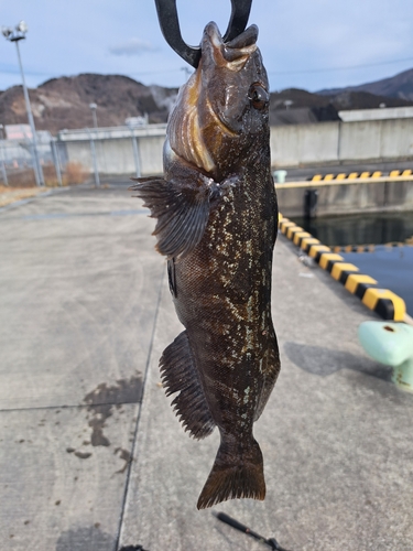 アイナメの釣果