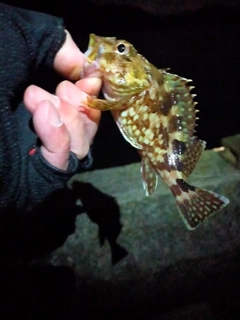 ガシラの釣果