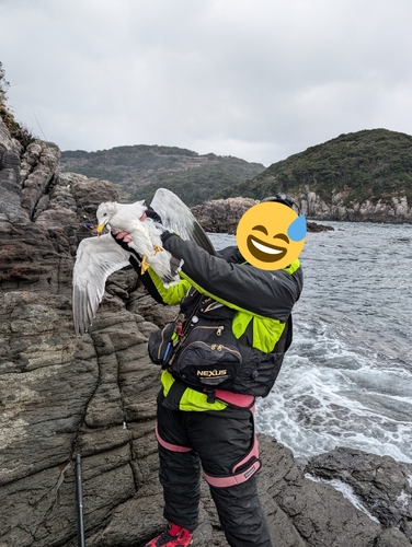 メジナの釣果