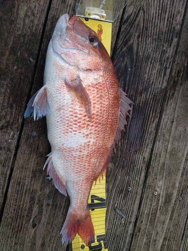 タイの釣果