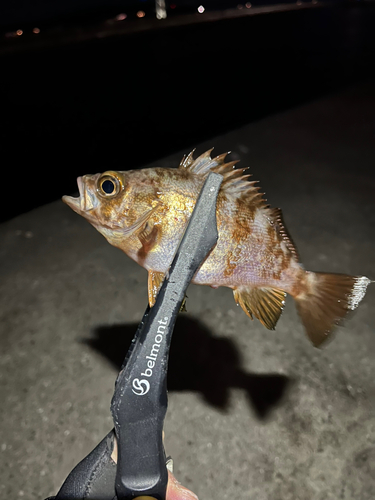 メバルの釣果