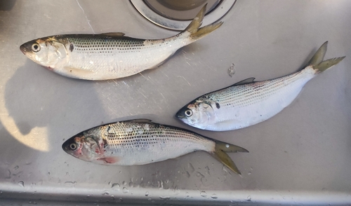 コノシロの釣果