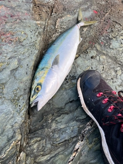 ハマチの釣果