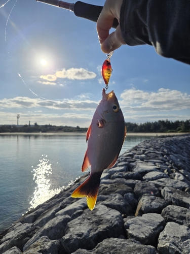 オキフエダイの釣果