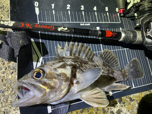 タケノコメバルの釣果