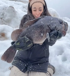 クロソイの釣果