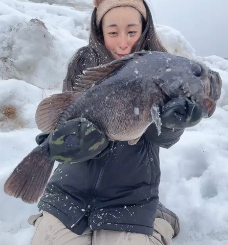 クロソイの釣果