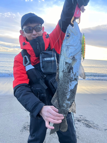 マルスズキの釣果