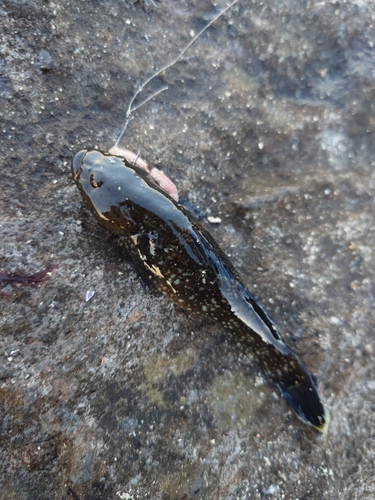 ハゼの釣果