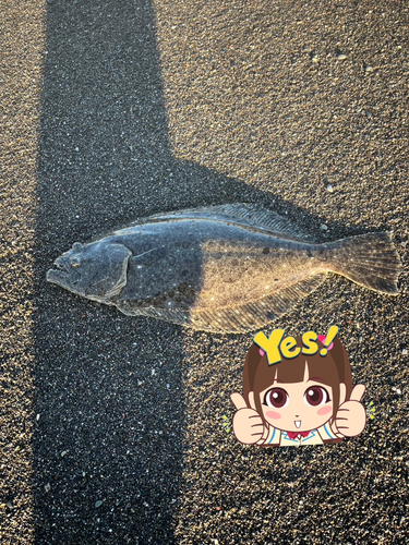 ヒラメの釣果