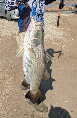 バラマンディの釣果