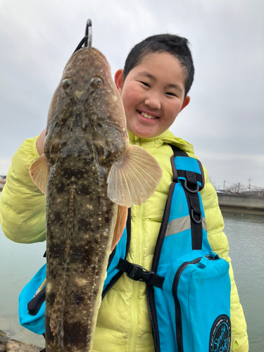 マゴチの釣果