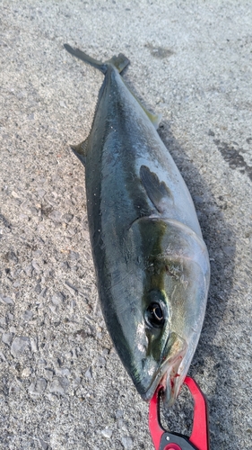 ヤズの釣果