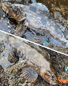 アイナメの釣果