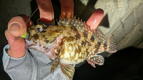 カサゴの釣果