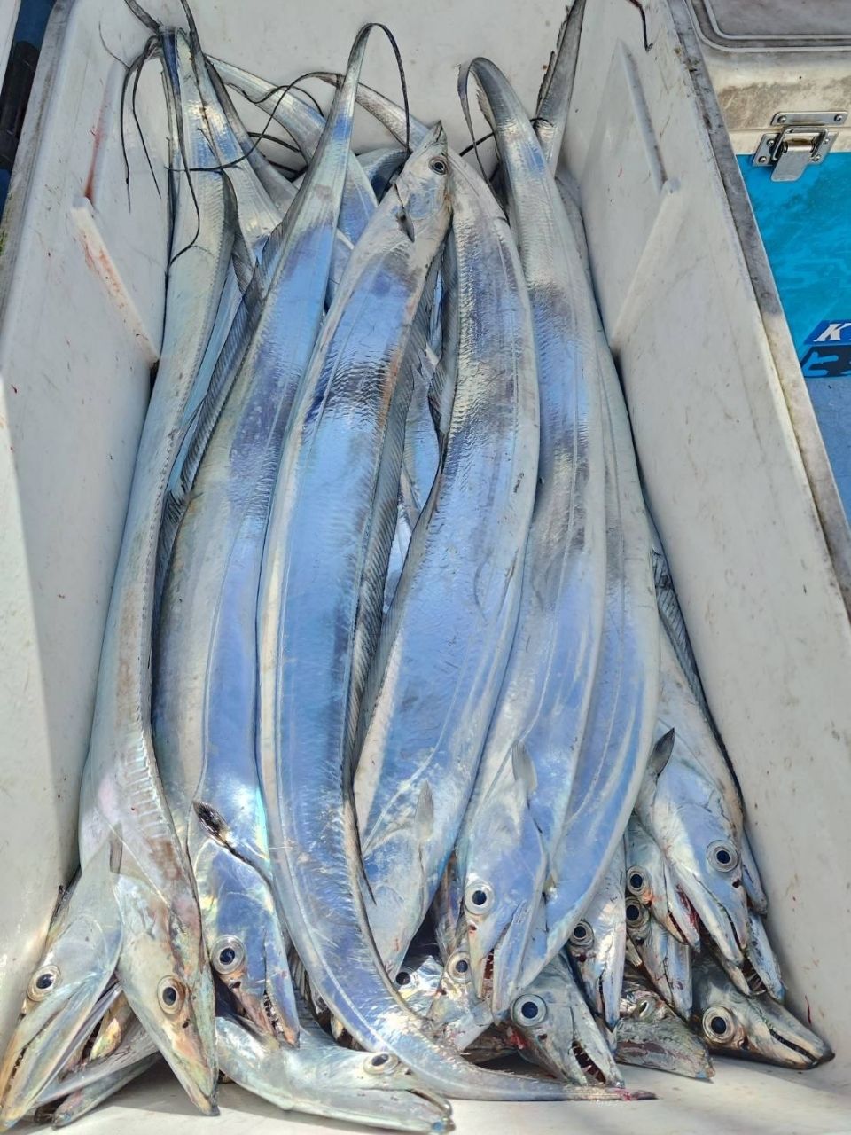 幸栄丸 釣果さんの釣果 3枚目の画像