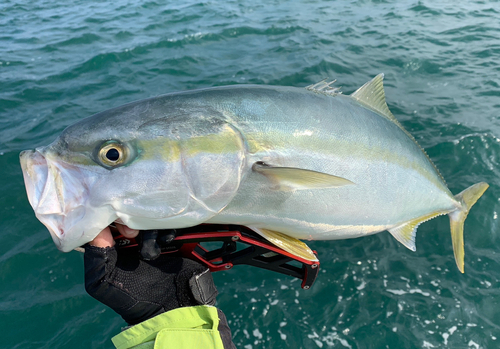 メジロの釣果