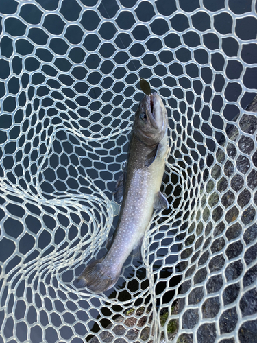 イワナの釣果